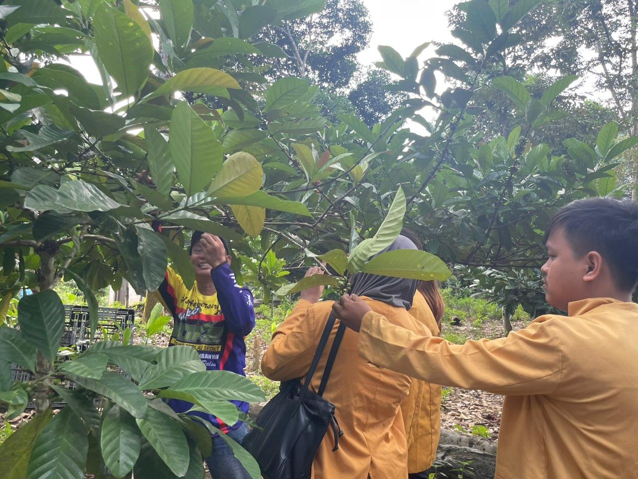 Kopi Liberika Di Kutim Menjadi Andalan Kaltim